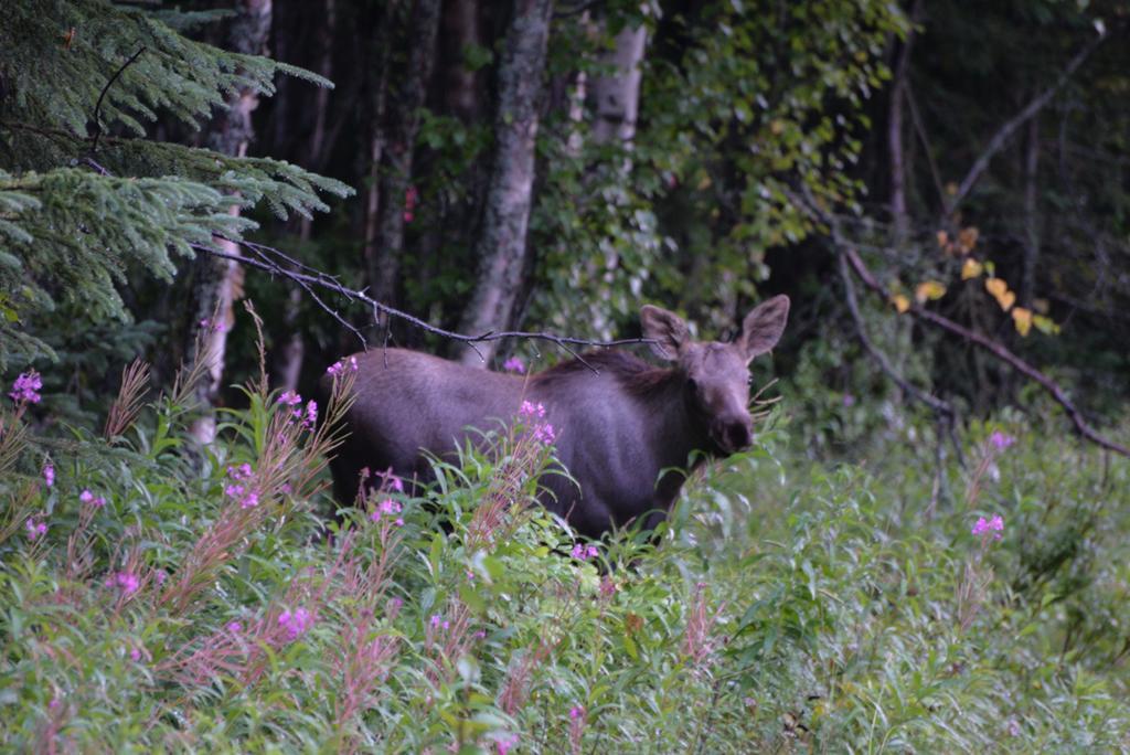 Salmon Catcher Lodge Kenai Exteriör bild